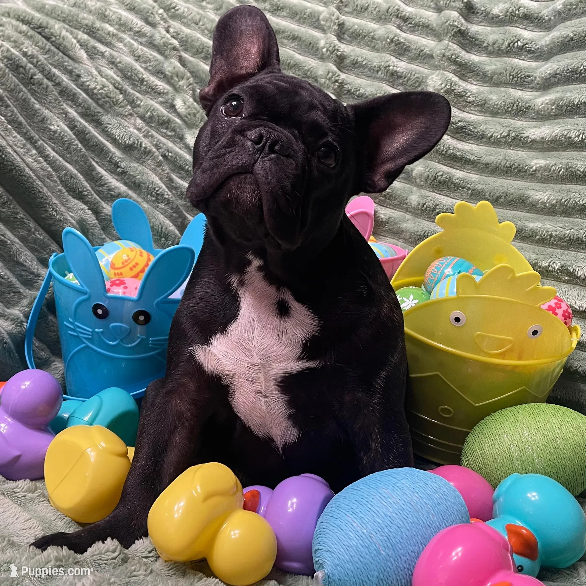 Blue Collar, a male French Bulldog for sale in Pasadena, TX – Photo 3 of 10