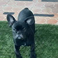 Blue Collar, a male French Bulldog for sale in Pasadena, TX – Photo 6 of 10