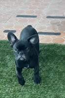 Blue Collar, a male French Bulldog for sale in Pasadena, TX – Photo 3 of 10