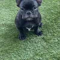 Blue Collar, a male French Bulldog for sale in Pasadena, TX – Photo 5 of 10