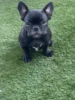 Blue Collar, a male French Bulldog for sale in Pasadena, TX – Photo 2 of 10