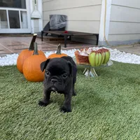 Blue Collar, a male French Bulldog for sale in Pasadena, TX – Photo 8 of 10