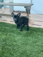 Blue Collar, a male French Bulldog for sale in Pasadena, TX – Photo 5 of 10