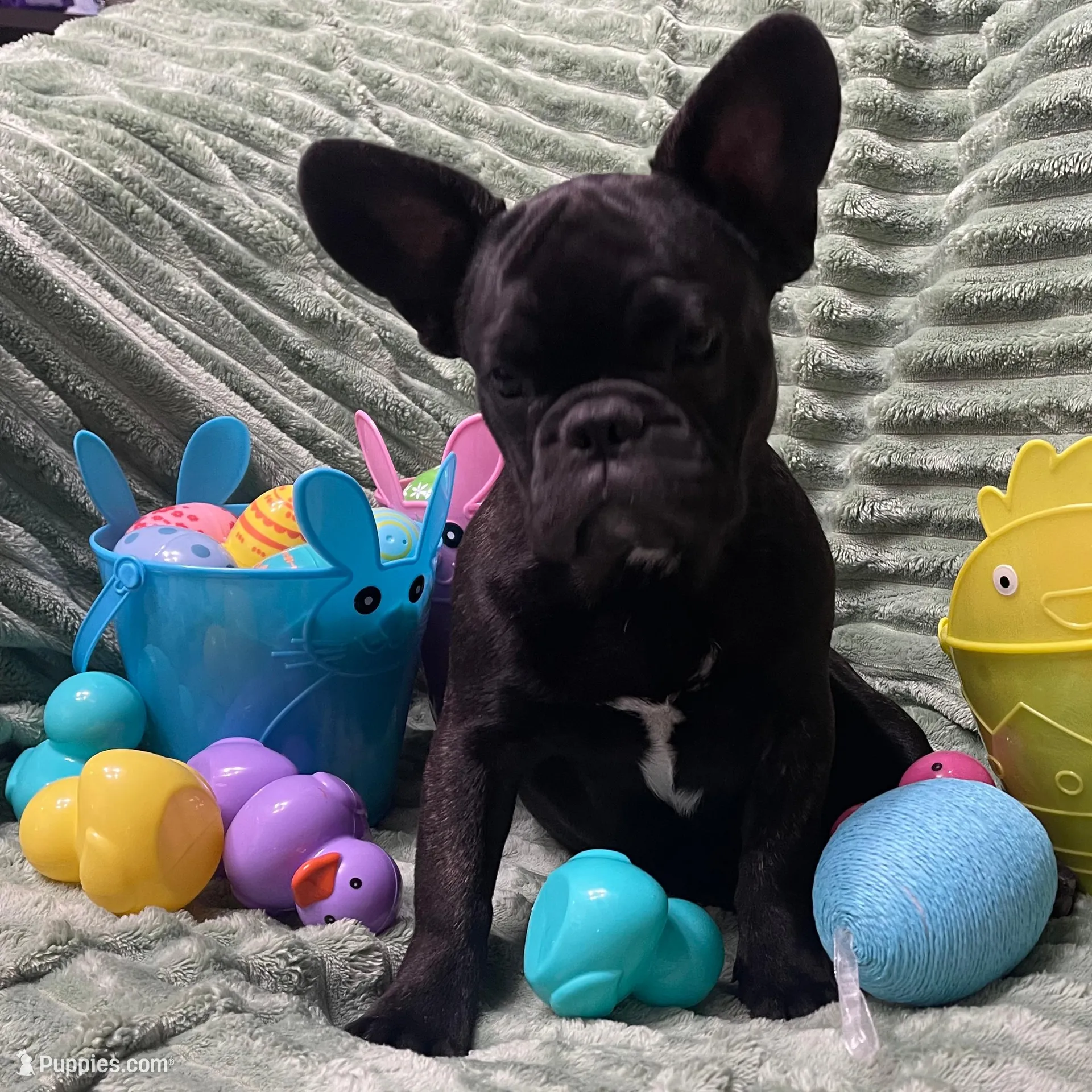 Blue Collar, a male French Bulldog for sale in Pasadena, TX – Photo 2 of 10