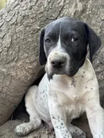 Forrest, a male German Shorthaired Pointer for sale in Courtland, VA – 2 of 4