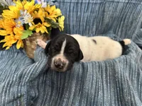 Forrest, a male German Shorthaired Pointer for sale in Courtland, VA – Photo 1 of 4
