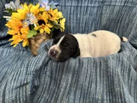 Forrest, a male German Shorthaired Pointer for sale in Courtland, VA – Photo 2 of 4