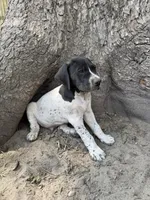 Forrest, a male German Shorthaired Pointer for sale in Courtland, VA – 4 of 4