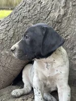 Forrest, a male German Shorthaired Pointer for sale in Courtland, VA – 3 of 4