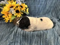 Forrest, a male German Shorthaired Pointer for sale in Courtland, VA – Photo 4 of 4