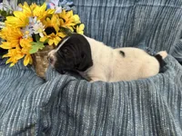 Forrest, a male German Shorthaired Pointer for sale in Courtland, VA – Photo 3 of 4