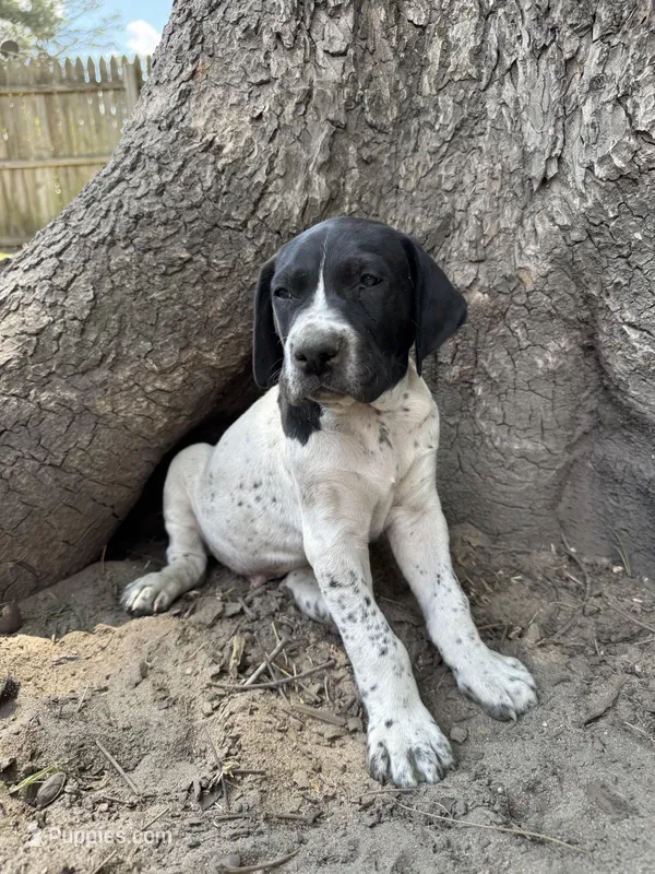 Forrest – German Shorthaired Pointer puppy for sale in Courtland, VA