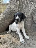 Forrest, a male German Shorthaired Pointer for sale in Courtland, VA – 1 of 4