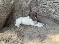 Jenny, a female German Shorthaired Pointer for sale in Courtland, VA – 4 of 4