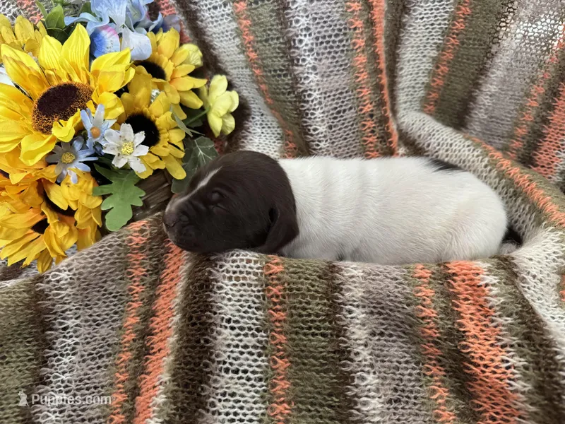 Jenny – German Shorthaired Pointer puppy for sale in Courtland, VA