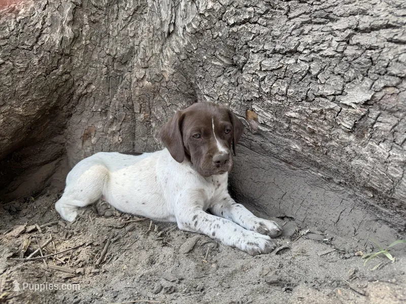 Jenny – German Shorthaired Pointer puppy for sale in Courtland, VA