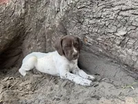 Jenny, a female German Shorthaired Pointer for sale in Courtland, VA – 1 of 4