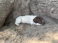 Jenny, a female German Shorthaired Pointer for sale in Courtland, VA – 2 of 4