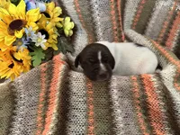 Jenny, a female German Shorthaired Pointer for sale in Courtland, VA – Photo 4 of 4
