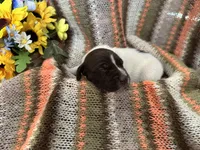 Jenny, a female German Shorthaired Pointer for sale in Courtland, VA – Photo 3 of 4