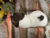 Jenny, a female German Shorthaired Pointer for sale in Courtland, VA – Photo 2 of 4