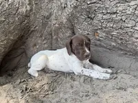 Jenny, a female German Shorthaired Pointer for sale in Courtland, VA – 3 of 4