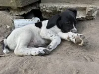 Clyde, a male German Shorthaired Pointer for sale in Courtland, VA – 4 of 4