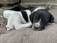 Clyde, a male German Shorthaired Pointer for sale in Courtland, VA – 2 of 4