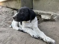 Clyde, a male German Shorthaired Pointer for sale in Courtland, VA – 3 of 4