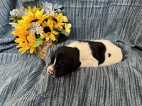 Clyde, a male German Shorthaired Pointer for sale in Courtland, VA – Photo 3 of 4
