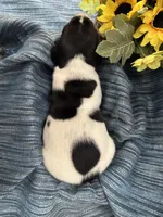 Clyde, a male German Shorthaired Pointer for sale in Courtland, VA – Photo 4 of 4