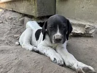 Clyde, a male German Shorthaired Pointer for sale in Courtland, VA – 1 of 4