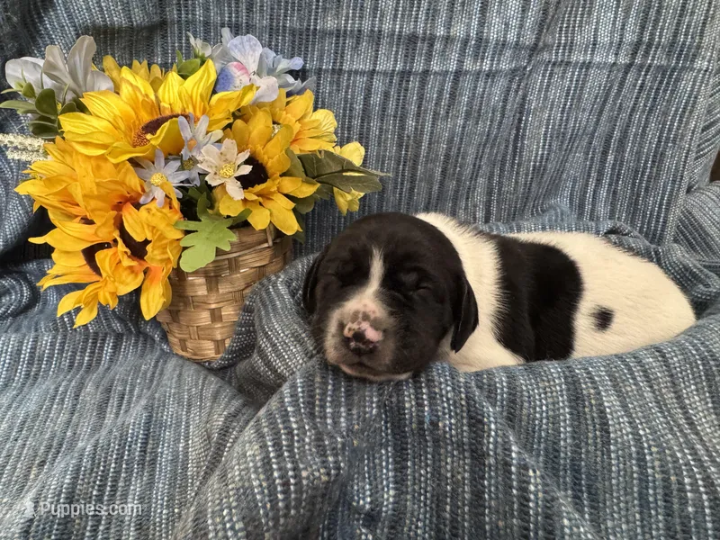 Clyde – German Shorthaired Pointer puppy for sale in Courtland, VA