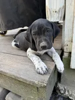 Bonnie, a female German Shorthaired Pointer for sale in Courtland, VA – 2 of 4