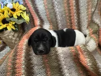 Bonnie, a female German Shorthaired Pointer for sale in Courtland, VA – Photo 3 of 4