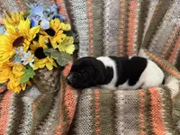 Bonnie, a female German Shorthaired Pointer for sale in Courtland, VA – Photo 4 of 4