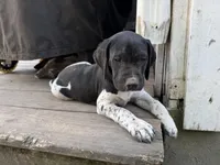 Bonnie, a female German Shorthaired Pointer for sale in Courtland, VA – 3 of 4