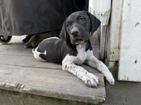 Bonnie, a female German Shorthaired Pointer for sale in Courtland, VA – 1 of 4