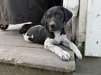 Bonnie, a female German Shorthaired Pointer for sale in Courtland, VA – 4 of 4