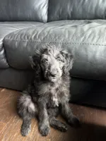 Gwen Stefani , a female Goldendoodle and Labrador Retriever for sale in Phoenix, AZ – 1 of 5