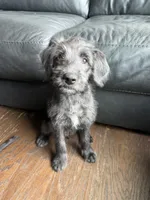 Shego , a female Goldendoodle and Labrador Retriever for sale in Phoenix, AZ – 2 of 9