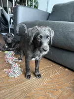Sasha , a female Goldendoodle and Labrador Retriever for sale in Phoenix, AZ – 2 of 7