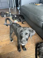 Sasha , a female Goldendoodle and Labrador Retriever for sale in Phoenix, AZ – 4 of 7