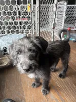 Shego , a female Goldendoodle and Labrador Retriever for sale in Phoenix, AZ – 6 of 9