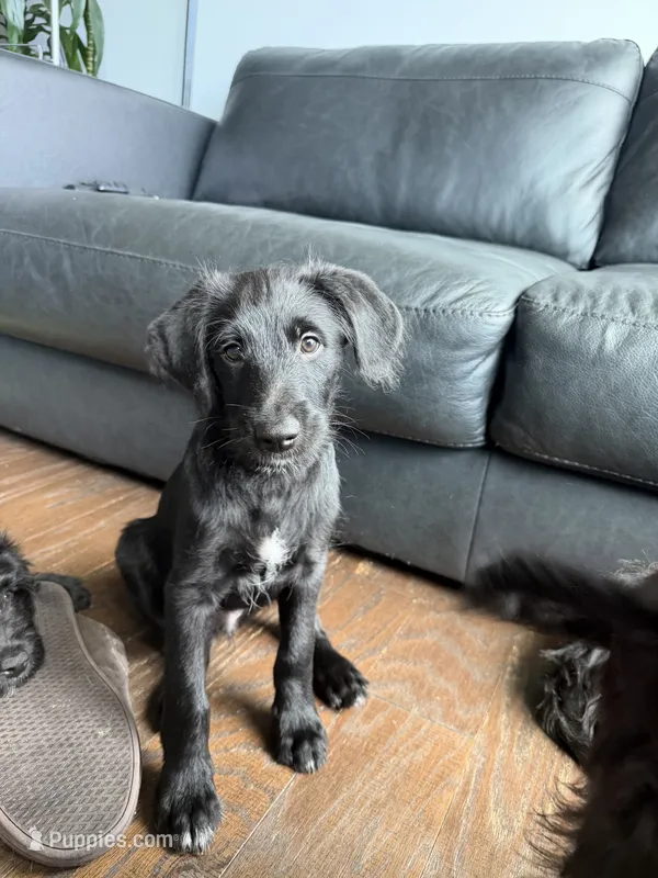 Sasha  – Goldendoodle, Labrador Retriever puppy for sale in Phoenix, AZ