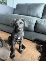 Sasha , a female Goldendoodle and Labrador Retriever for sale in Phoenix, AZ – 1 of 7