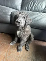 Ashanti, a female Goldendoodle and Labrador Retriever for sale in Phoenix, AZ – 1 of 8