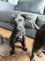 Sasha , a female Goldendoodle and Labrador Retriever for sale in Phoenix, AZ – 3 of 7