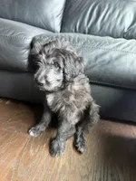 Ashanti, a female Goldendoodle and Labrador Retriever for sale in Phoenix, AZ – 4 of 8