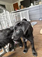 Al Pacino, a male Goldendoodle and Labrador Retriever for sale in Phoenix, AZ – 5 of 8